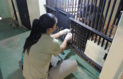 Animais do Zoo de BH recebem cuidados especiais para garantir saúde e bem-estar