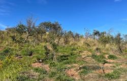 Prefeitura finaliza plantio de 1.150 árvores no Solar do Barreiro