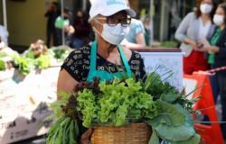 Feira de Agricultura Urbana realiza edição especial no Mês da Alimentação