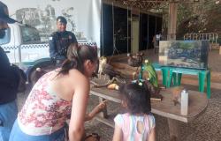 Parque Marcos Mazzoni oferece atividades gratuitas do Coletivo Ambientar neste sábado (23)