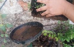 PBH promove debate sobre estratégias de combate às arboviroses 