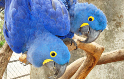 Aves como araras, papagaios e maritacas recebem homenagem do Zoológico de BH neste final de semana