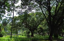Parque Municipal recebe plantio de espécie de árvore ameaçada de extinção