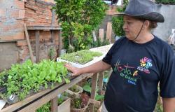 Mulher com camiseta e chapéu e camiseta coloca a mão em mudas suspensas de horta comunitária. 