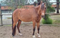 Prefeitura resgata, trata e destina cavalos para a adoção responsável