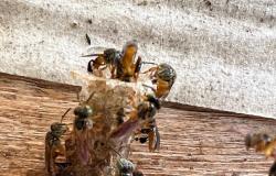 Detalhe da colmeia da espécie de abelhas sem ferrão