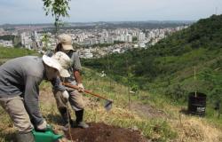 Técnicos da Prefeitura realizam o plantio de árvores na serra