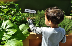 Plantio de hortas nas escolas estimula hábitos alimentares saudáveis entre os estudantes