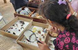 Criança observa, com o auxílio de uma lupa, uma coleção de insetos e borboletas expostos em caixas durante atividade educativa sobre biodiversidade e preservação ambiental.