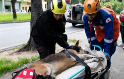 Observatório de Bem-Estar Animal aproxima sociedade civil e entidades do poder público municipal