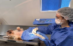 Castração gratuita protege a saúde de cães e gatos e combate o abandono nas ruas de BH