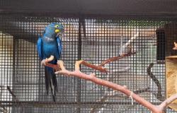  Fêmea de arara-azul-de-lear chega ao Zoológico de BH