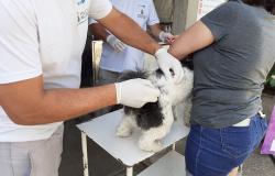 Imagem mostra um cão branco com manchas pretas sendo vacinado por um homem e segurado por uma mulher. Há outro homem de luvas no fundo da foto.