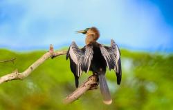 Foto de uma ave biguatinha em um tronco na natureza. A foto apresenta um céu azul e vegetação 