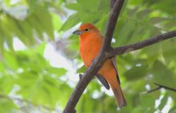 Inscrições abertas para a observação de aves no Parque Jacques Cousteau no próximo sábado (9) 