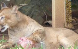 Animais do Zoológico recebem cuidados e “mimos” para enfrentar calor intenso