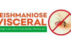 Prefeitura atua para combater leishmaniose e proliferação do mosquito-palha