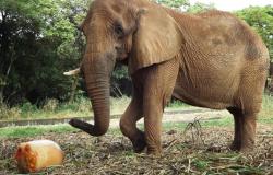 Imagem de um elefante próximo do seu alimento, em área externa do recinto do animal