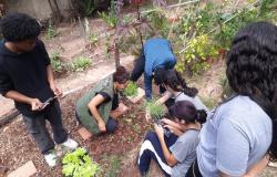 Pessoas fazem o plantio de hortaliças, mexendo na terra e nas mudas