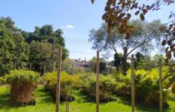 Belo Horizonte recebe mudas para plantio de quase 7 mil árvores