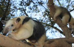 Jardim Zoológico de Belo Horizonte recebe duas fêmeas de tamanduá-mirim