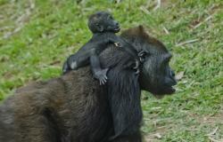 Gorilas do Jardim Zoológico