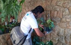 Agente de Combate a Endemias (ACE) da Zoonoses verificando um prato de planta durante vistoria.