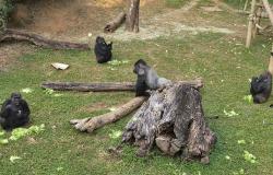 Imagem mostra 4 gorilas em um gramado. um deles está ao lado de um tronco de árvore. Há outros troncos espalhados pelo gramado. também há folhas de alface.