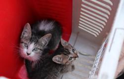 Na imagem dois gatos olham para o alto ao lado dentro de uma caixa com paredes vemelhas e grades.
