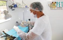 Profissional de saúde faz procedimento cirúrgico de castração de um gato, usando vestuário e equipamentos veterinários