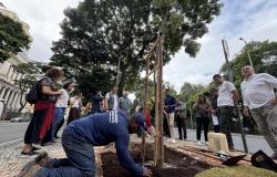 Prefeitura de BH alcança a meta de 50 mil árvores plantadas em 2025
