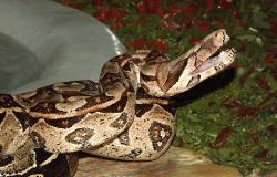 Imagem mostra uma cobra da espécie jibóia, enrolada e com a cabeça erguida. No cenário há parte de uma fonte e plantas verdes.