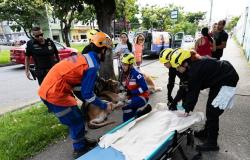 Funcionários do SamuVET prestam socorro a cachorro na rua de BH, usando equipamentos de resgate