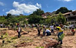  Montes Verdes: Manutenções garantem sucesso no desenvolvimento de plantios