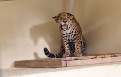 Zoológico de BH tem nova moradora