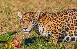 Visitantes do Zoo de BH já podem rever a onça Maya neste final de semana