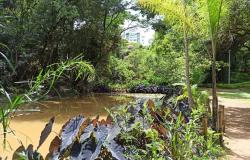 Foto de árvores e outras partes de área verde do parque, com lago artificial em primeiro plano e trilha ao lado