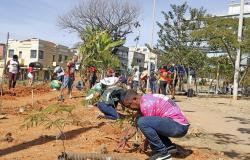Pessoas vestidas com camisetas alusivas aos grupos de quadrilha plantão mudas de árvores em praça da Capital.