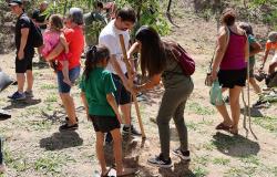 Parques de BH vão receber mil mudas em novembro: plantios começam neste sábado (1º)