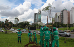 Plantio de mudas é realizado nesta quinta-feira (12) na região do Belvedere