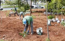 Na imagem, dois homens vestidos com camisetas verdes plantam mudas, enquanto um terceiro, vestido do mesmo jeito, empurra um carrinho de mão com mudas de árvores,