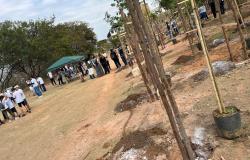 PBH lança selo para incentivar o plantio voluntário de árvores