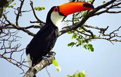Ave tucano pousa em árvore em parque gerenciado pela PBH