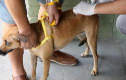 Prefeitura de BH mantém vacinação de cães e gatos contra a raiva