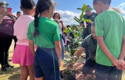 PBH lança painel para monitoramento de plantios do Plano de Arborização