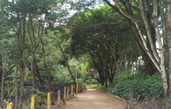 Trilha Kids leva a criançada a ter contato com a natureza no Ursulina de Andrade Mello