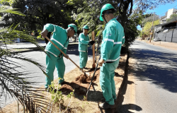 Prefeitura de BH inicia plantio de mudas para compensação ambiental das obras do viaduto do Belvedere