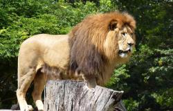 Leão se exibe para o público no Zoológico de BH