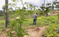 Abertas as inscrições para o 4° Seminário Internacional de Segurança Alimentar e Nutricional 