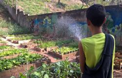 Aluno molha horta cultivada na escola Escola Municipal Rui da Costa Val